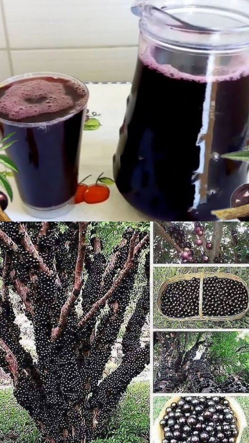 suco de jabuticaba